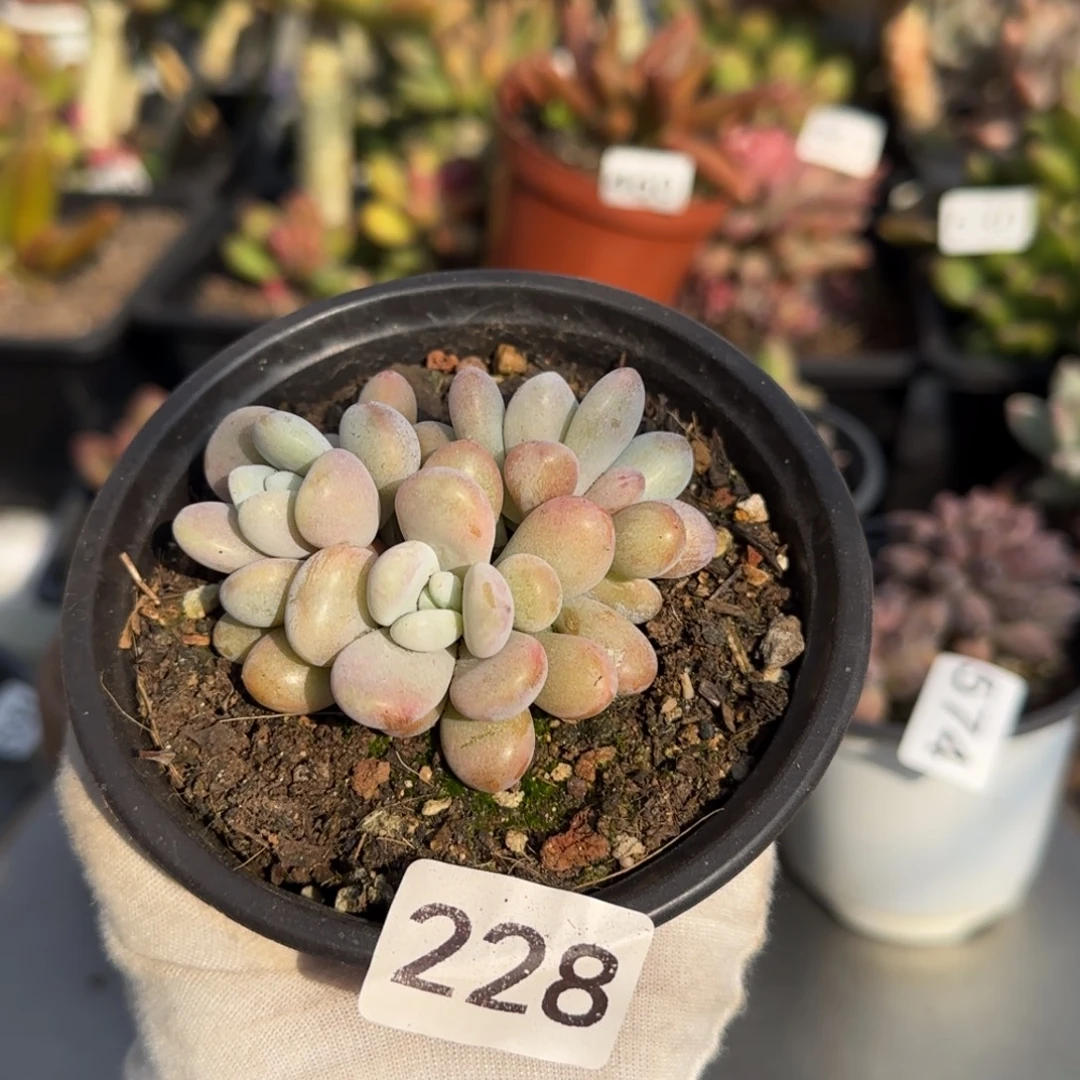 228号一物一拍一物一拍