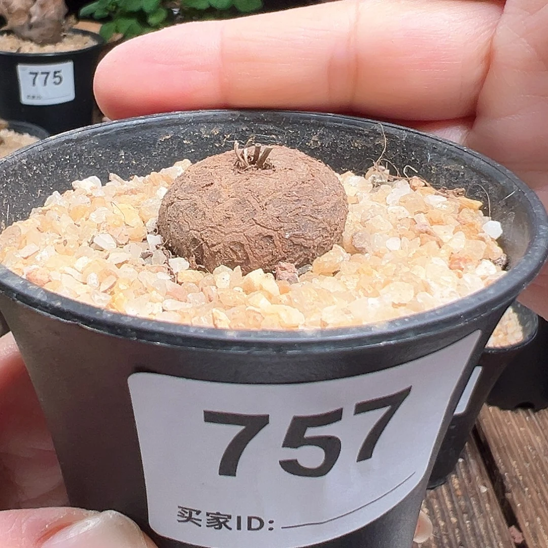 南非龟甲龙757号带盆包邮