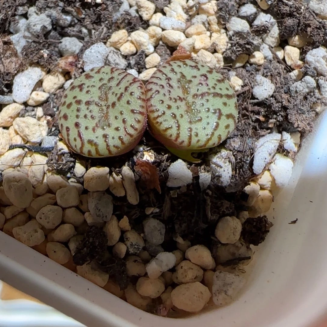 肉锥多肉植物百科-赤筋红椒386