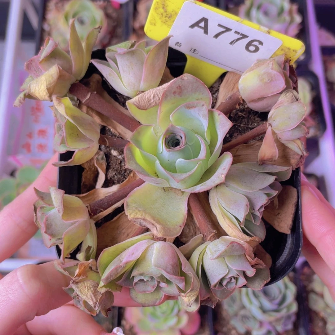 单品一物一拍776号山地玫瑰