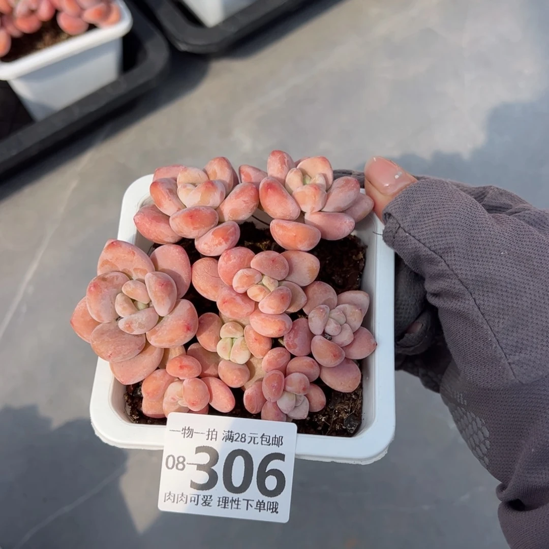 糖***?红洛神多肉多肉多肉