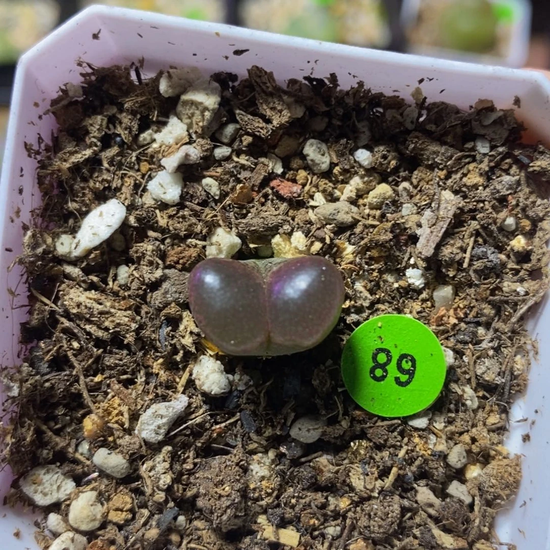 漂亮漂亮多肉植物68