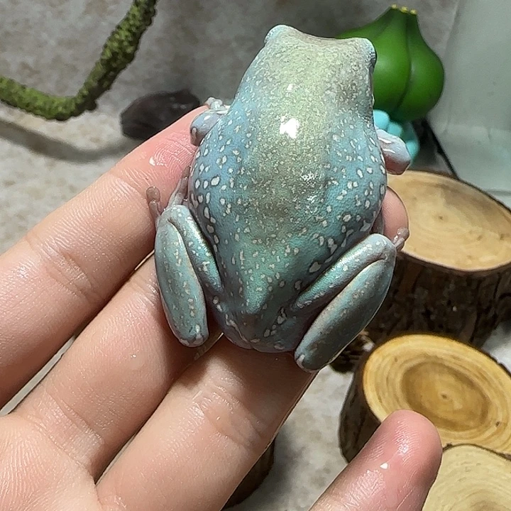 老爷树蛙8 魔鬼蓝通体金