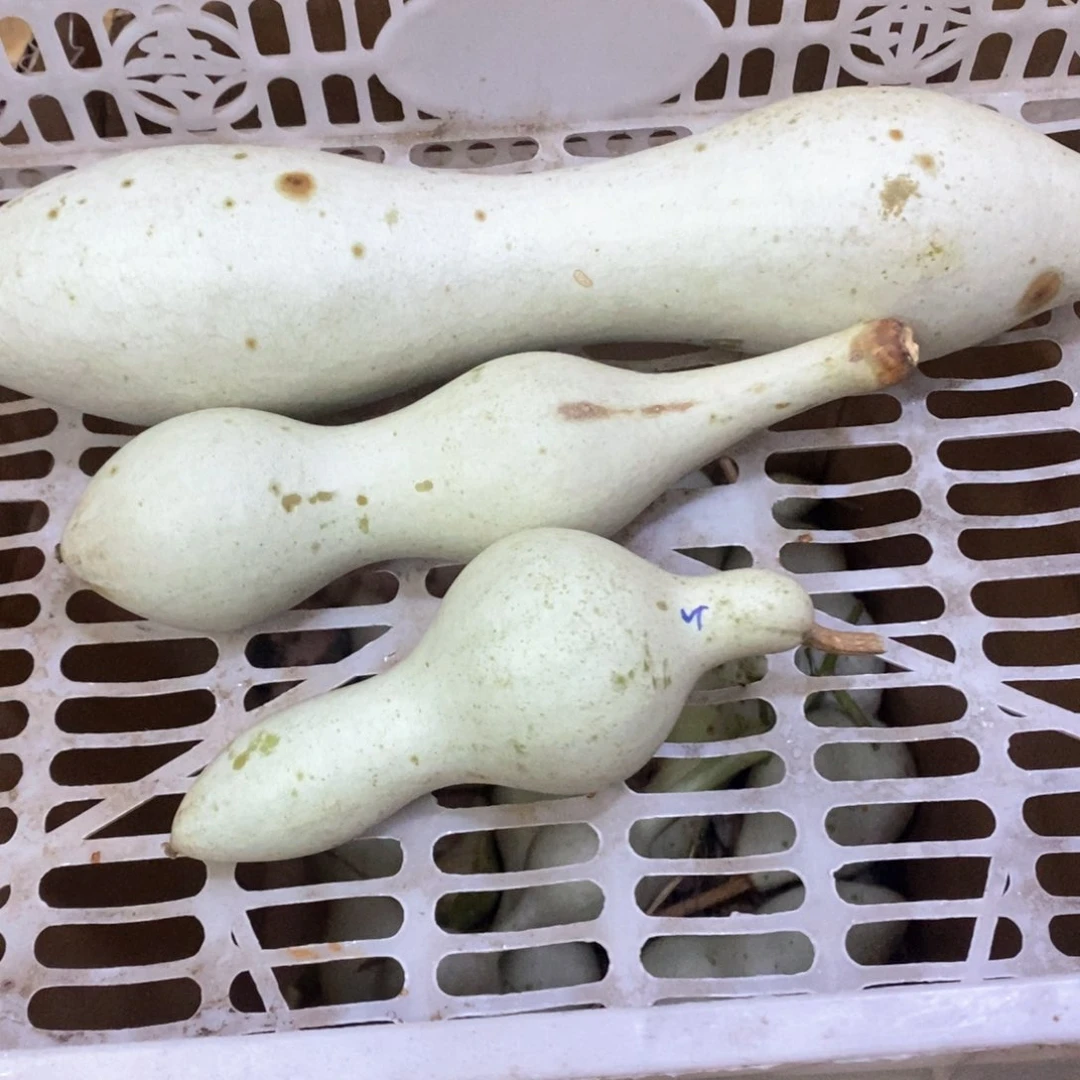 日*明文玩葫芦青皮葫芦