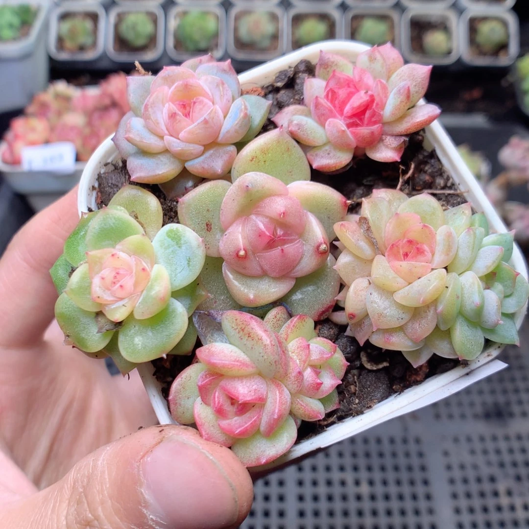 无花朵E165yyyyyyyyy