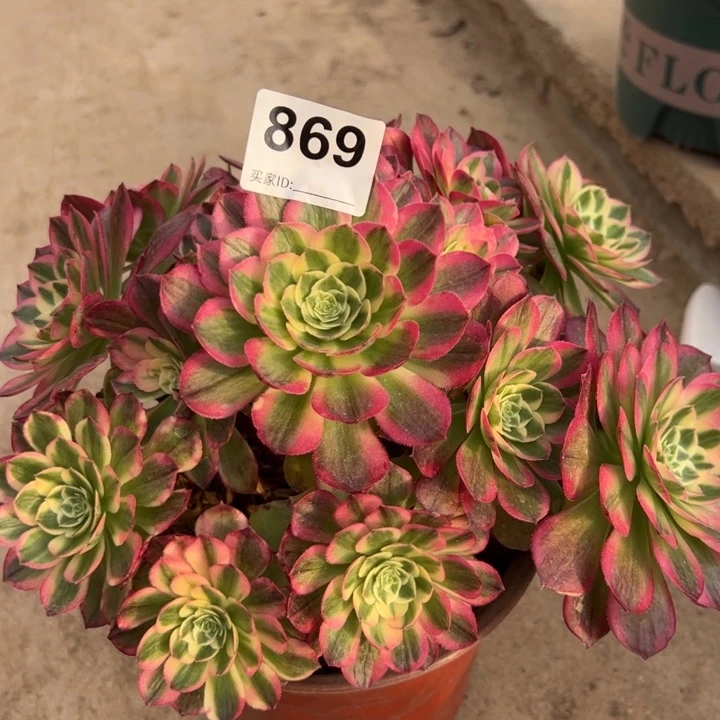 869海王22厘米左右