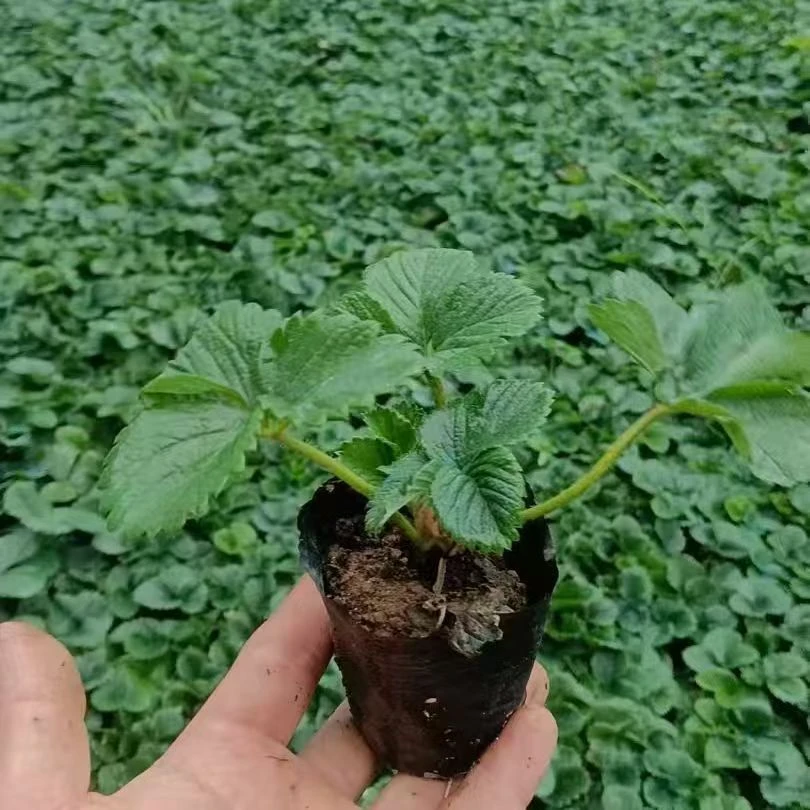 【满6颗包邮--穴盘苗】四季奶油草莓苗带土苗南北方阳台庭院