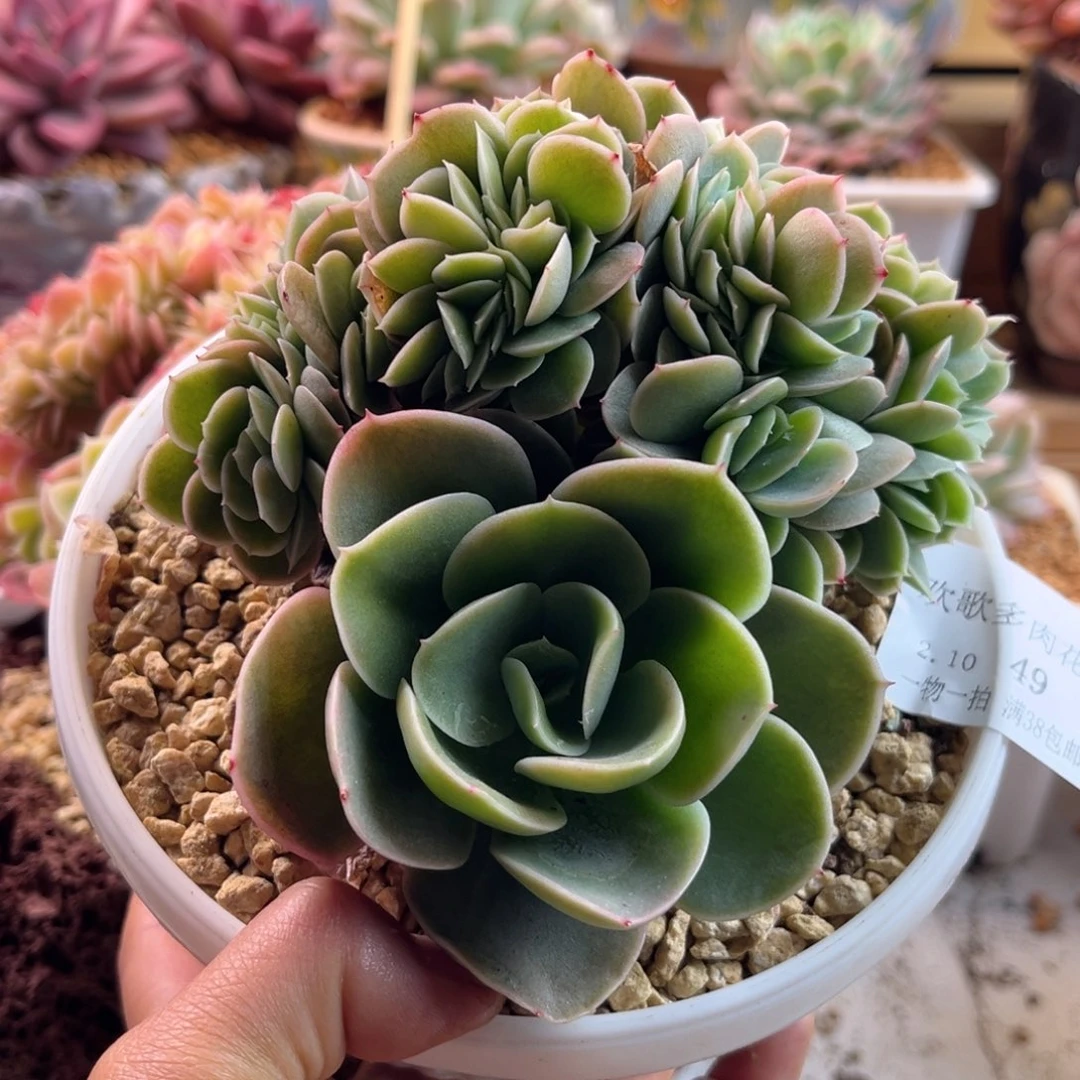 女*2.10-49辛纳塔缀化111111111