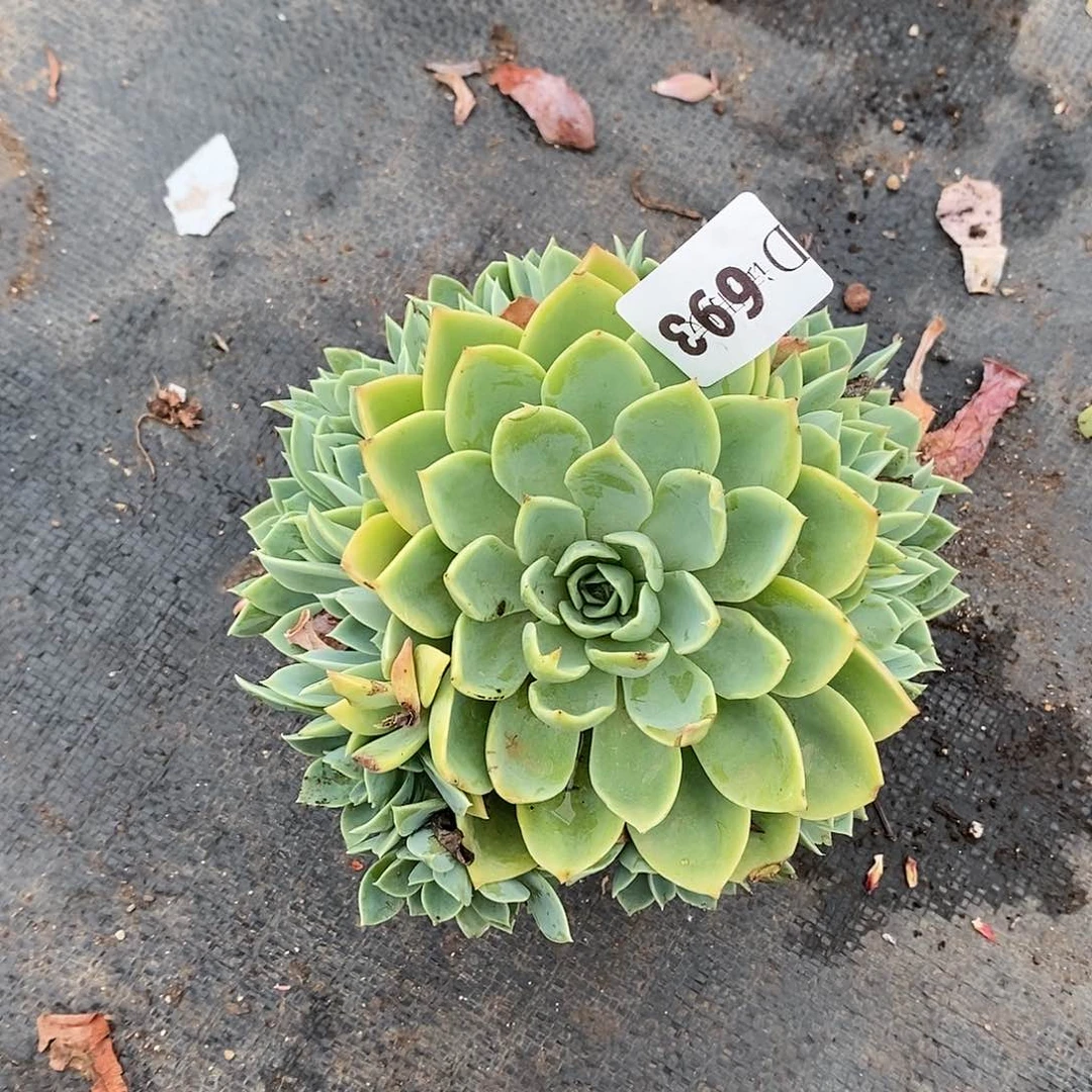 薰*草693三色堇多肉植物