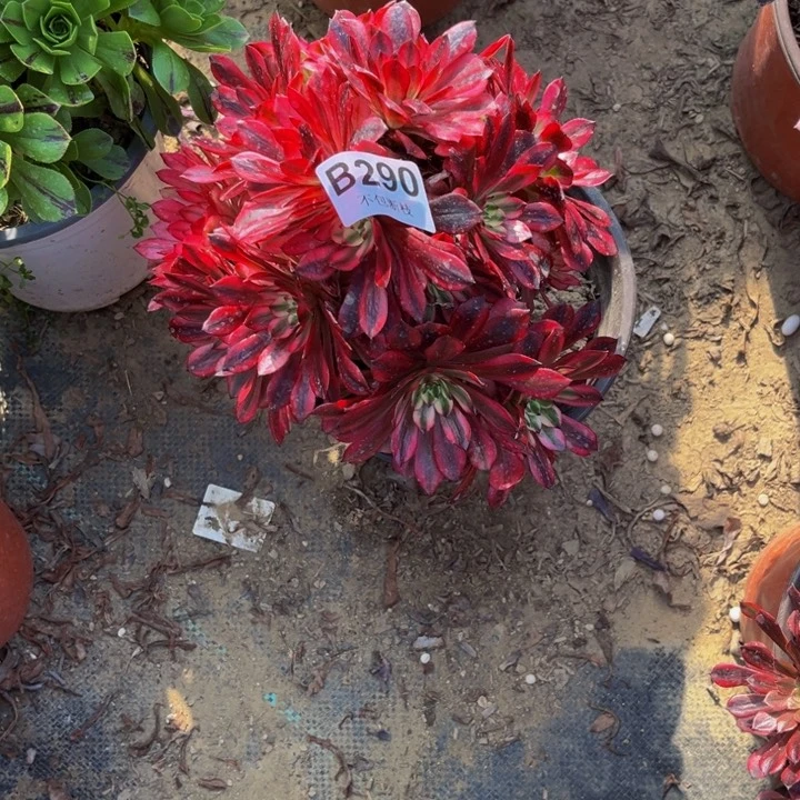 290红铜白有砍多肉法师不包断枝