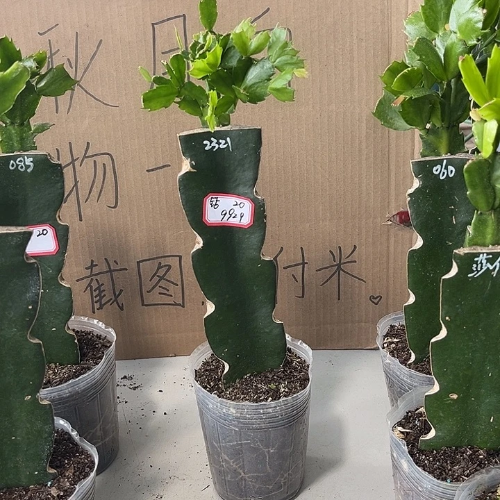****ᶫ当前无花朵，栽培后可花朵2321