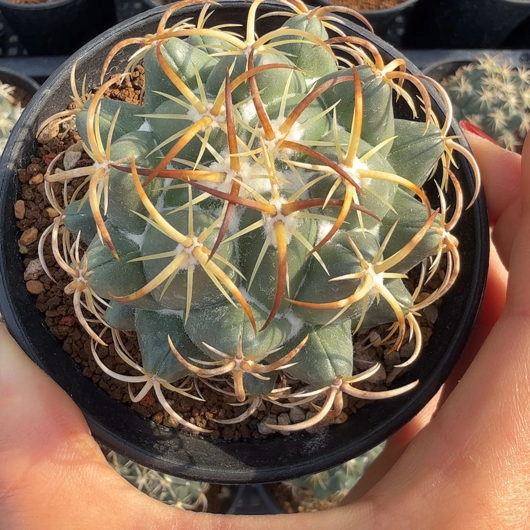 实生钢钉脱土发货