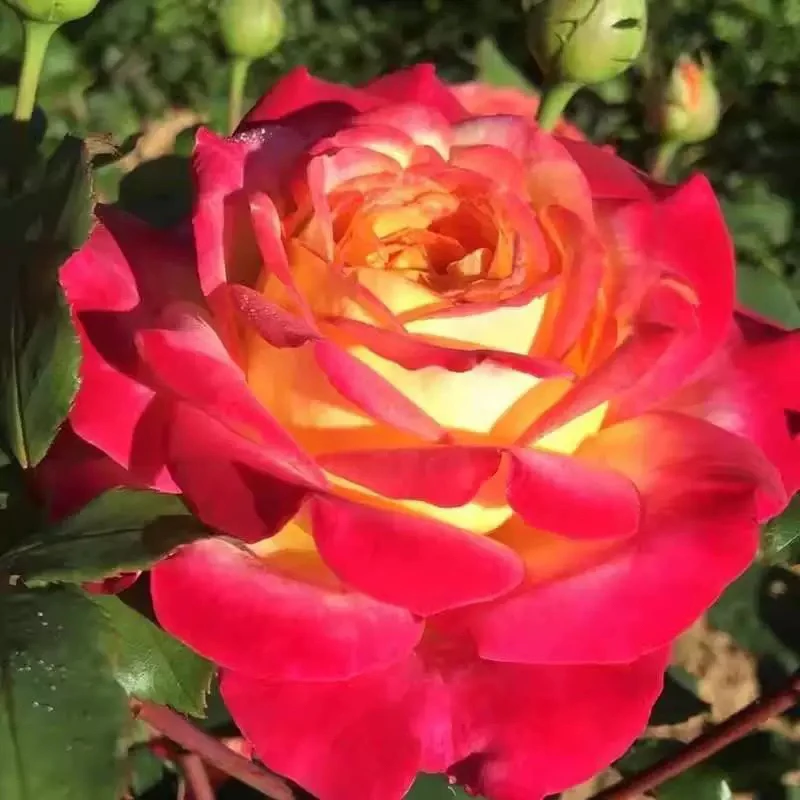 流行之星 藤本月季大苗 黄红双色大花 直立月季富贵大气 华丽饱满