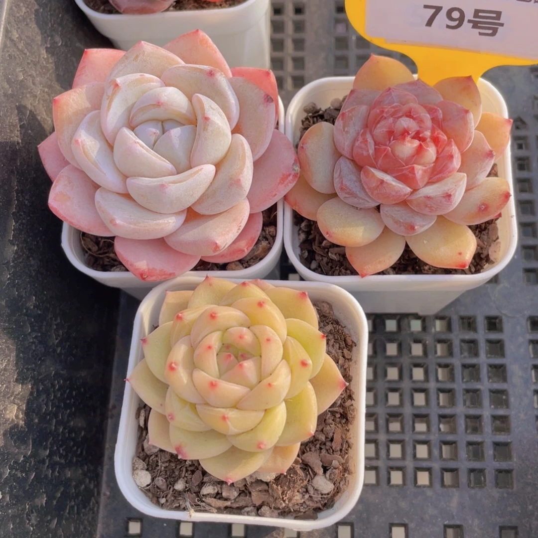 79号全状态美肉三个