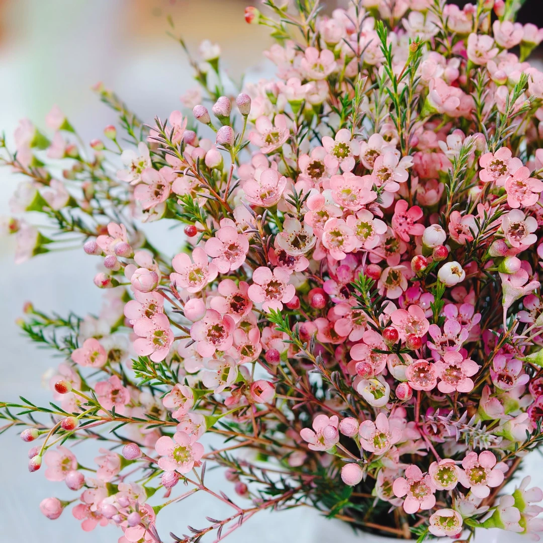 【买半斤送半斤到手一斤】澳洲腊梅鲜切花水培云南基地直发年宵花