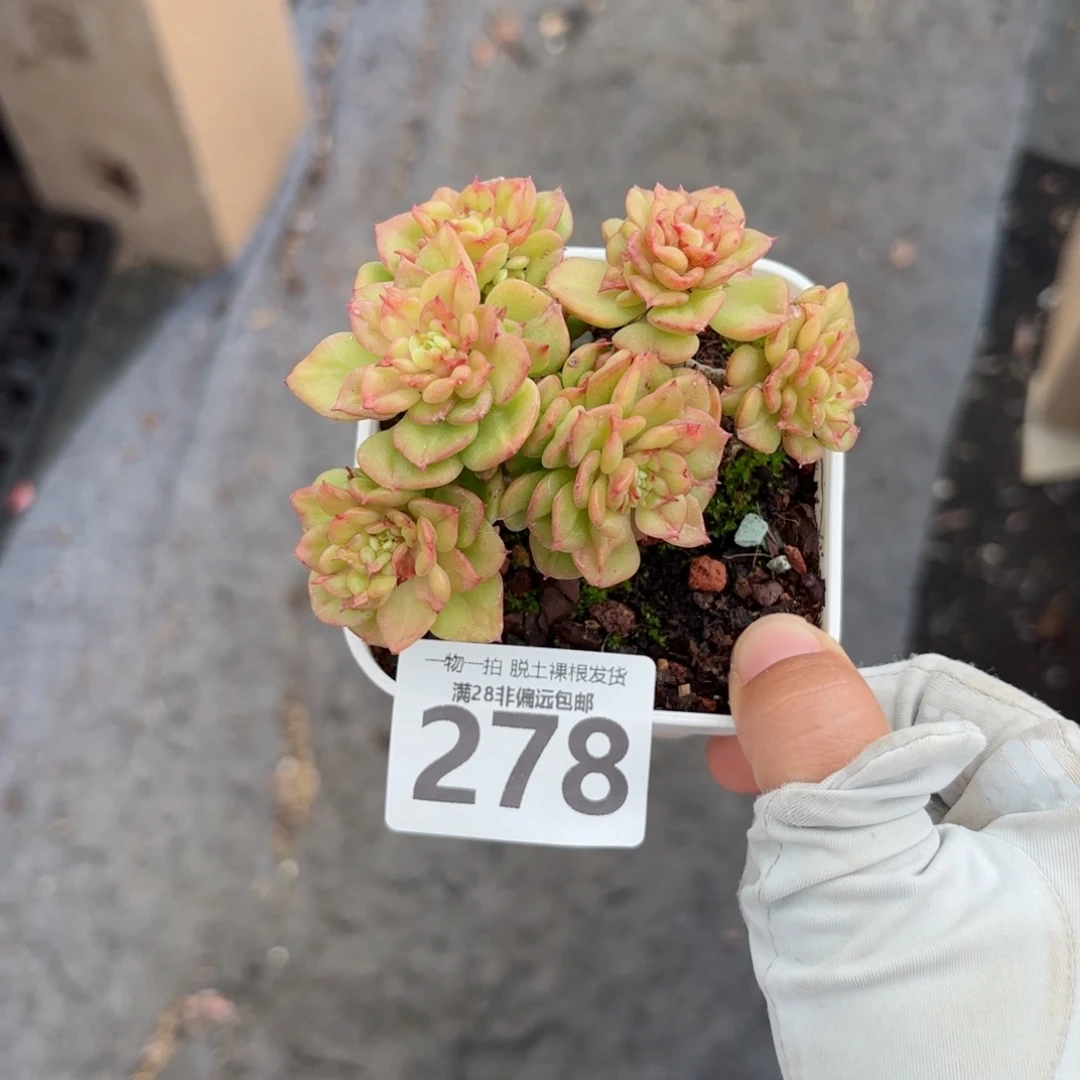 腊牡丹老桩无盆土发货