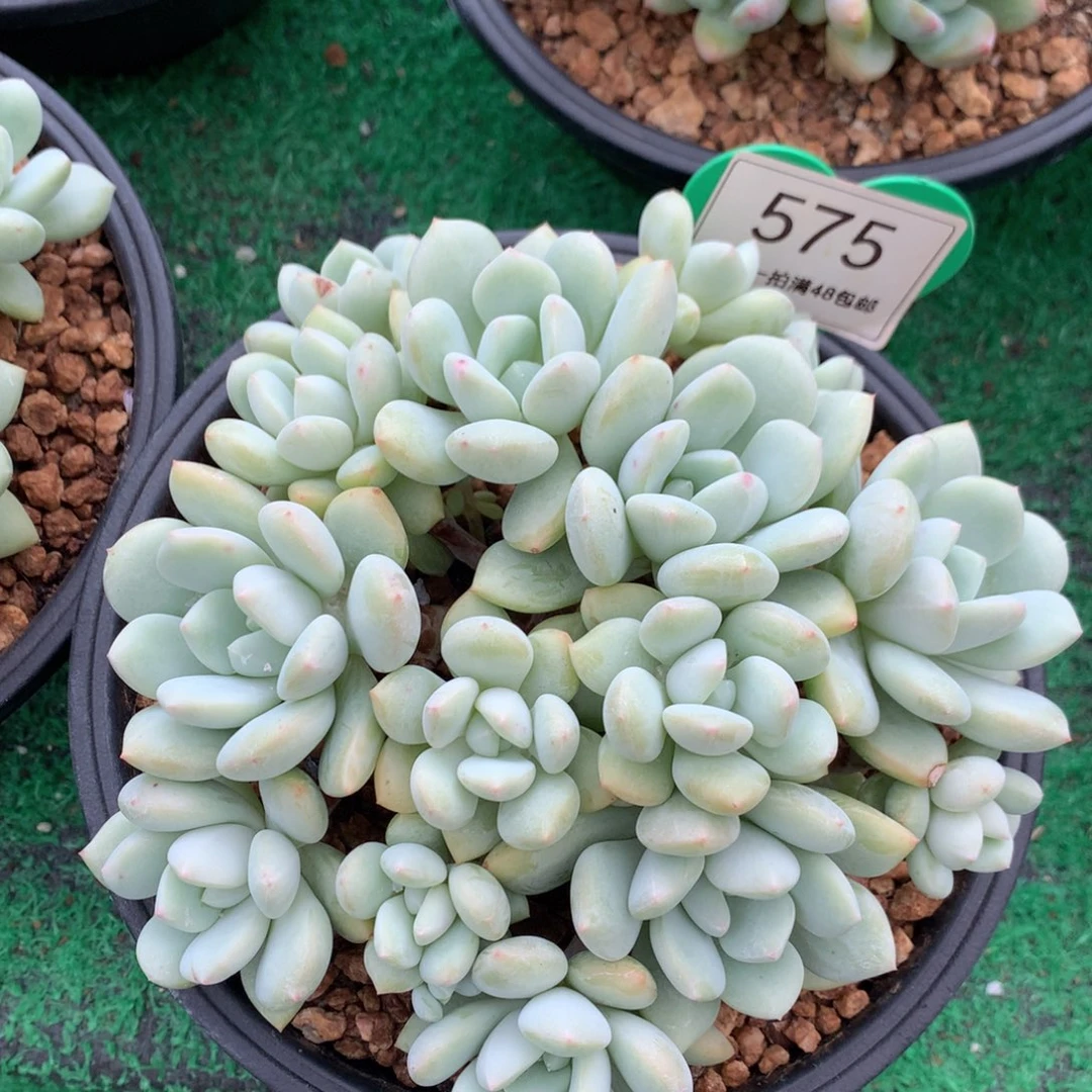 白马无砍平头一物一拍575