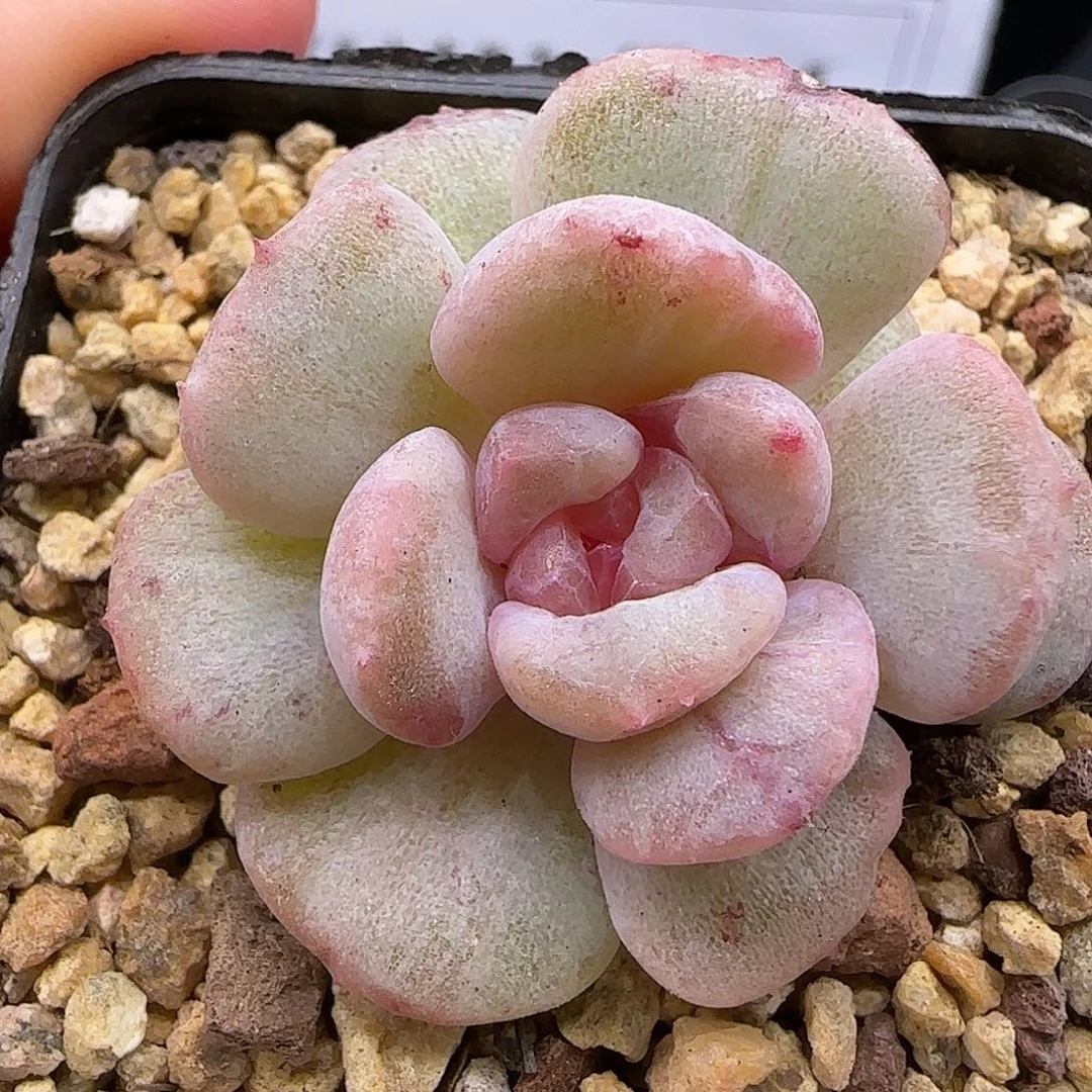 053石化糖心【满29包邮非偏远】