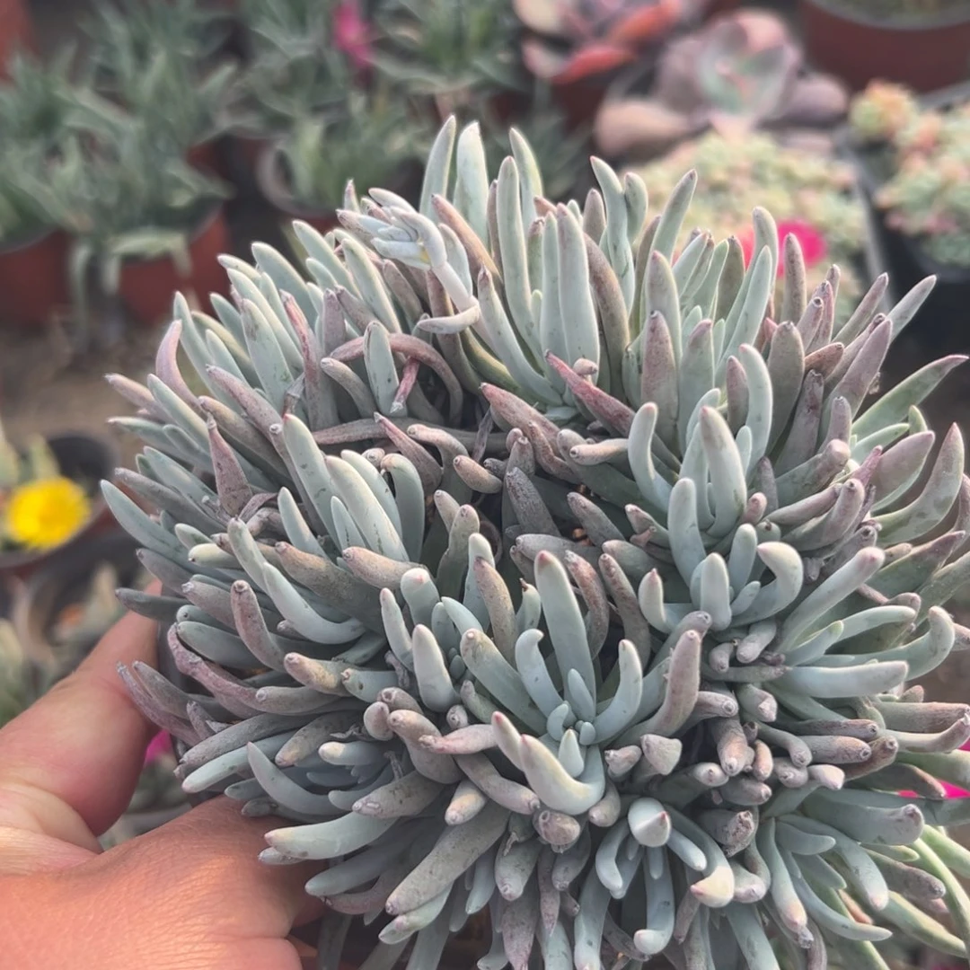 多肉植物爱杜丽丝