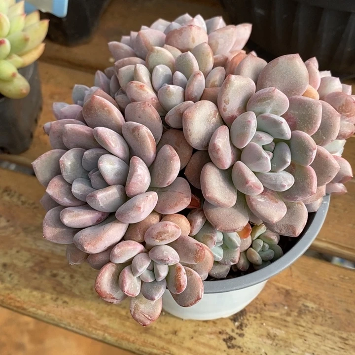 D099- 直播福利 捧花