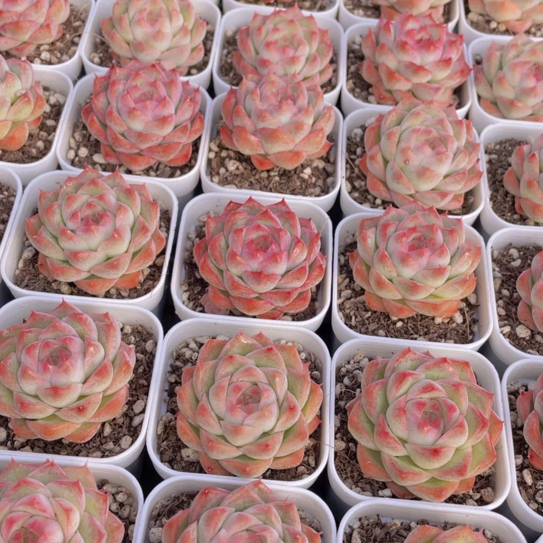 量拍124号 桃熏女王单头2个