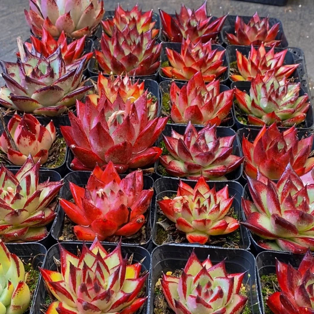 432多肉植物保护研究所所长的