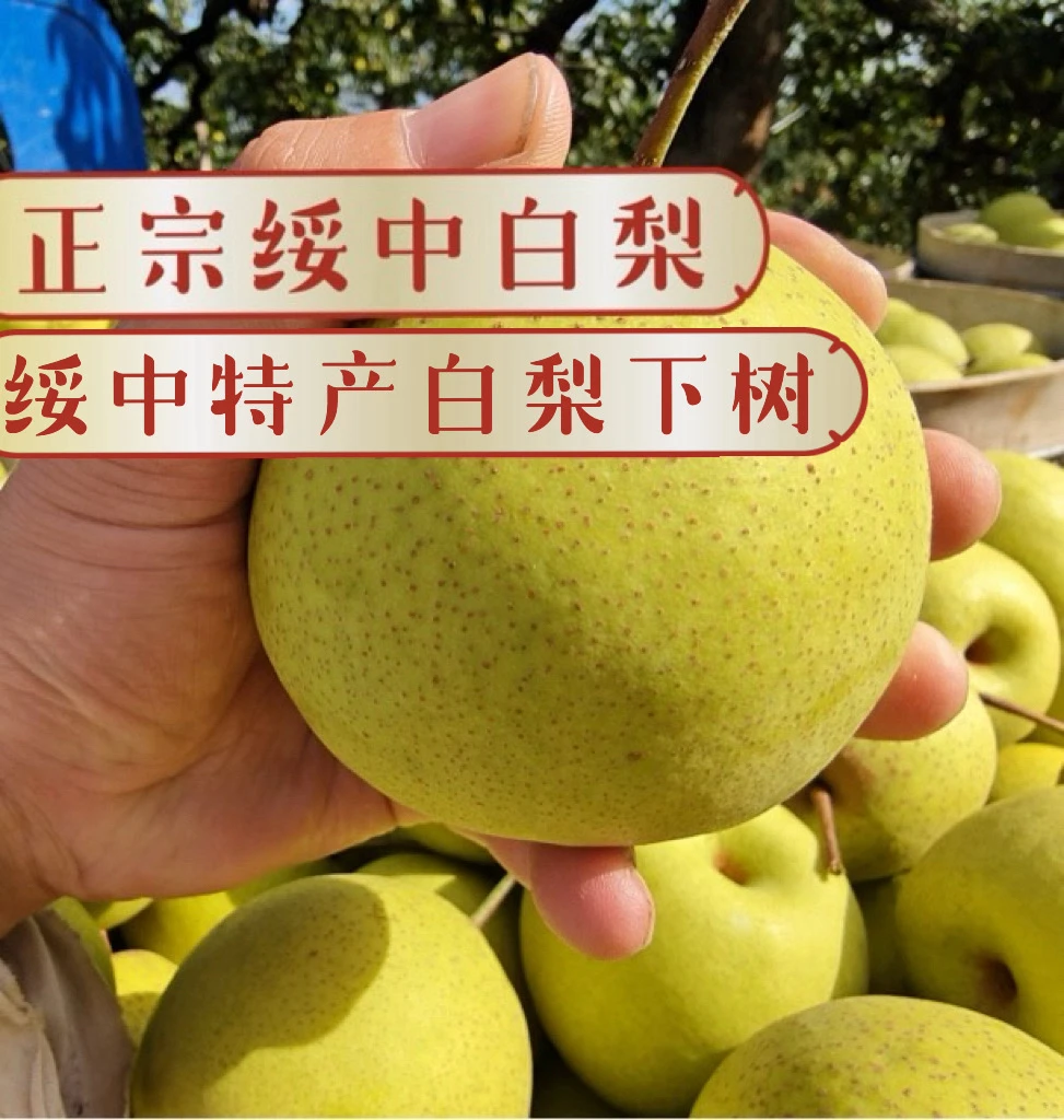 正宗辽宁绥中白梨好吃的梨脆甜多汁白梨绥中特产白梨乎梨