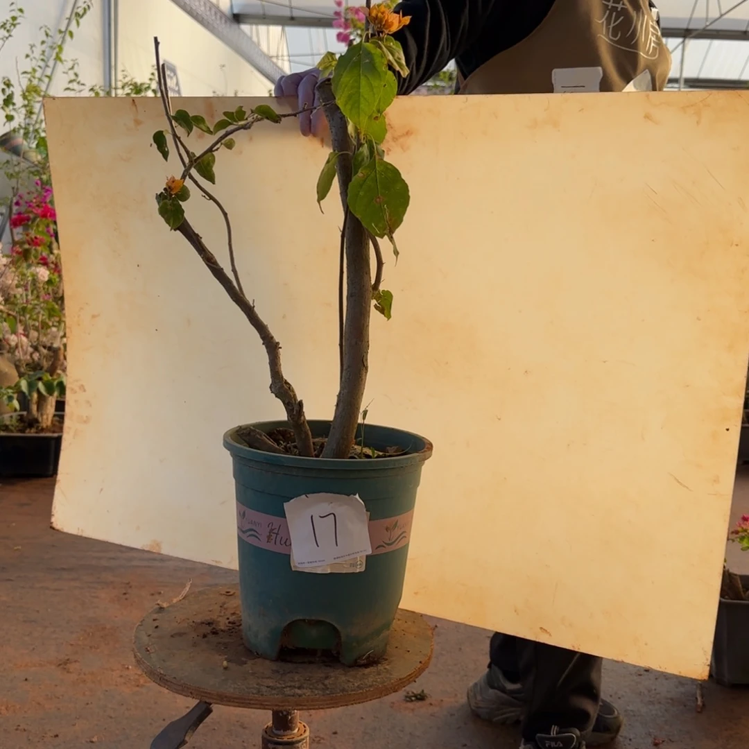 大部分开放少量花苞重瓣黄 17脱