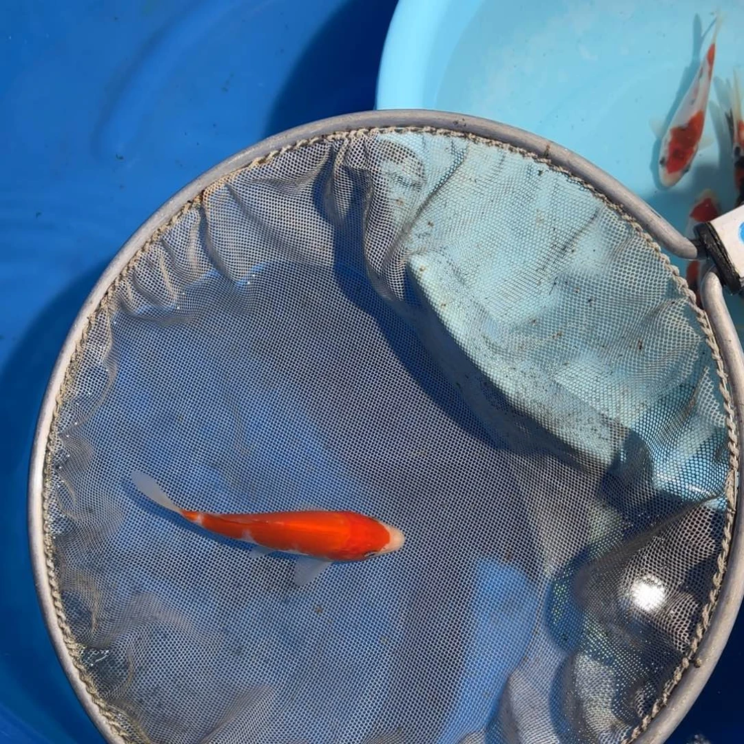 海水鱼板井精品盆拍鱼