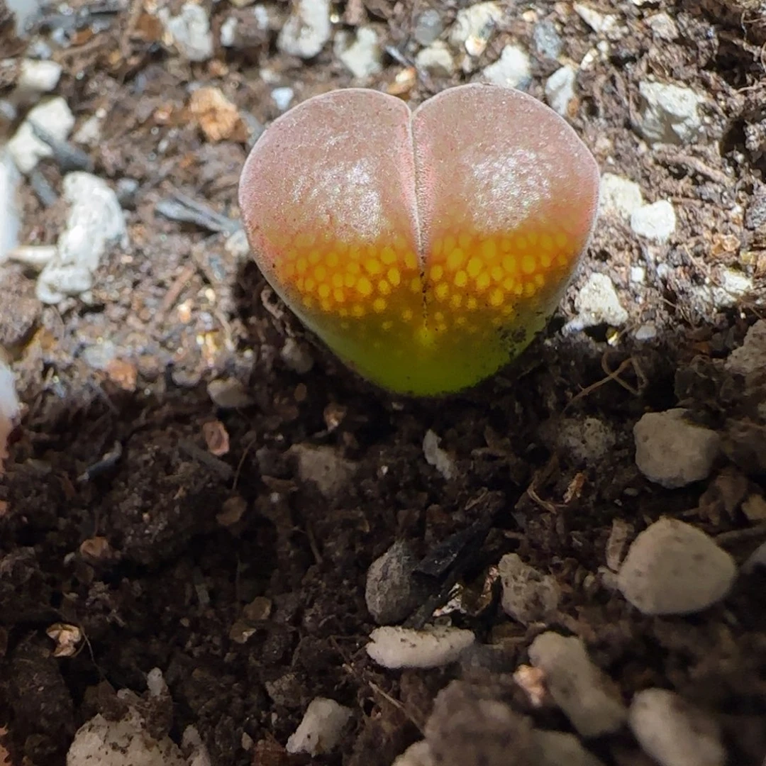 肉锥多肉植物组合-帕法德699