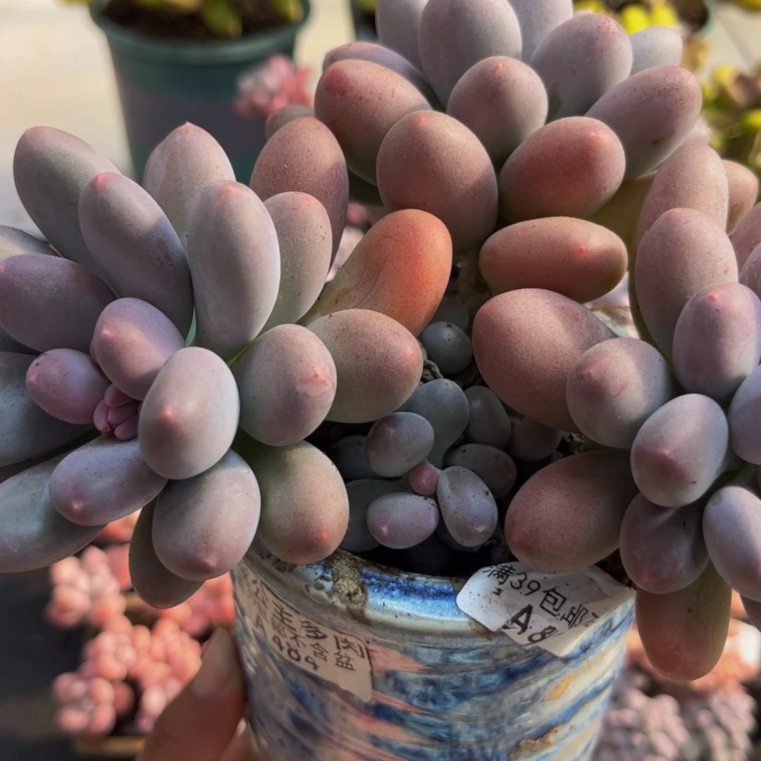 846彩虹奶13cm多肉植物