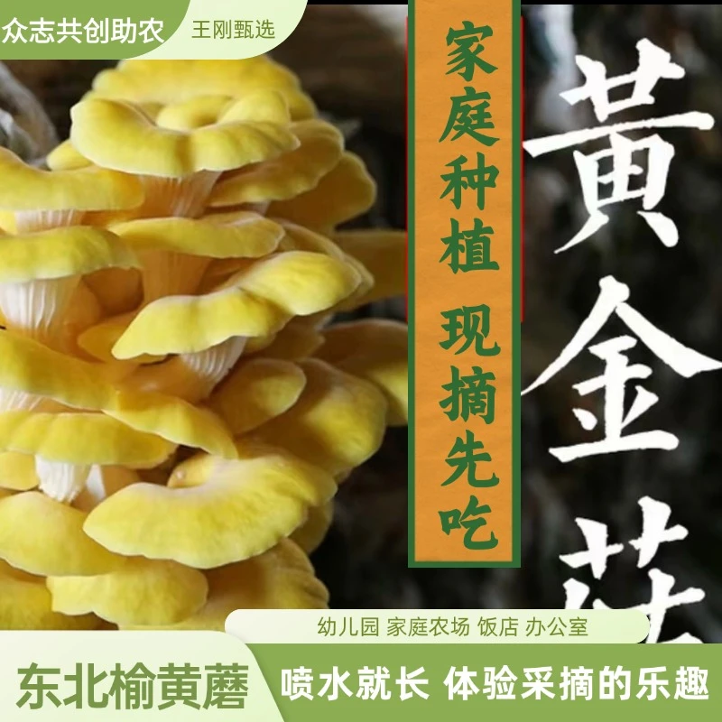 榆黄蘑蘑菇菌包家庭种植新鲜食用健康营养菌菇产地直发包邮