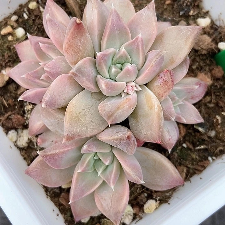 多肉植物2085多肉