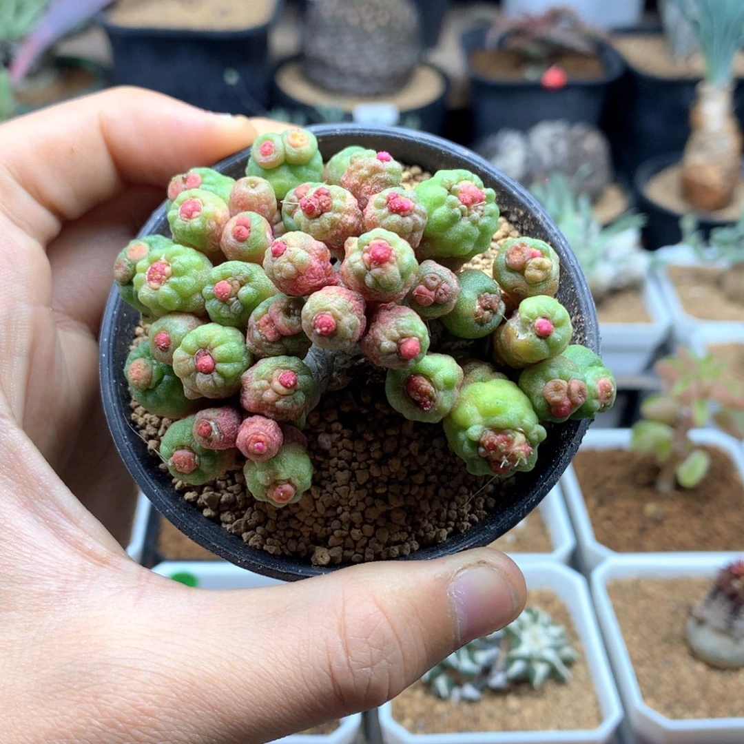 高沙石化小红点多肉脱土