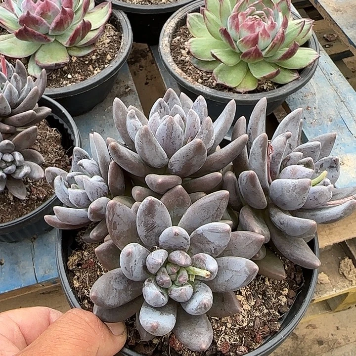 叶***桐黑美人一物一拍包装收缩花旱