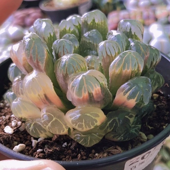 无花朵2070，9厘米盆潘氏龙珠锦