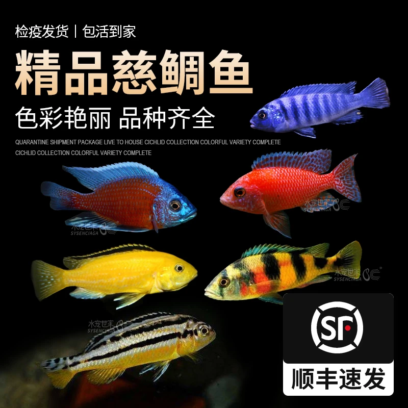 水宠世家三湖慈鲷非洲王子雪雕凤凰四间鱼十间鱼观赏活鱼