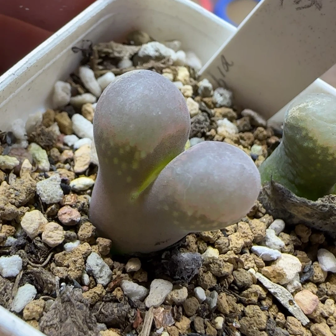 10.23。 粉红风铃。   2013