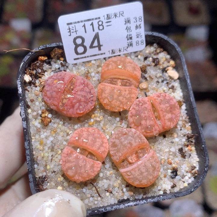 精品生石花118.84