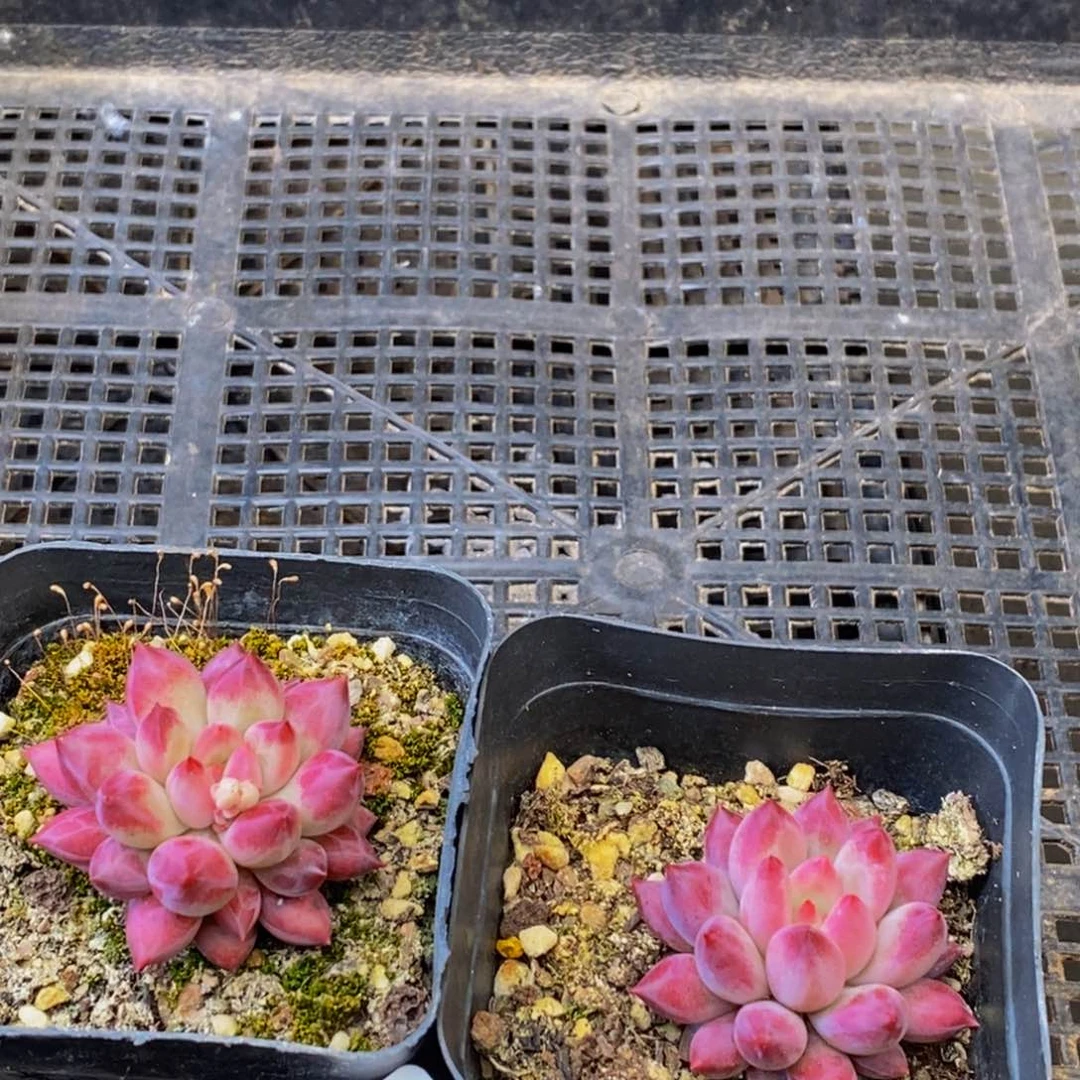 364多肉植物保护研究所所长