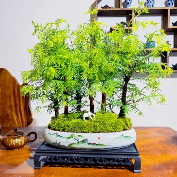 【丛林金叶水杉】水杉室内好养客厅书房茶室办公桌禅意美观观叶净化