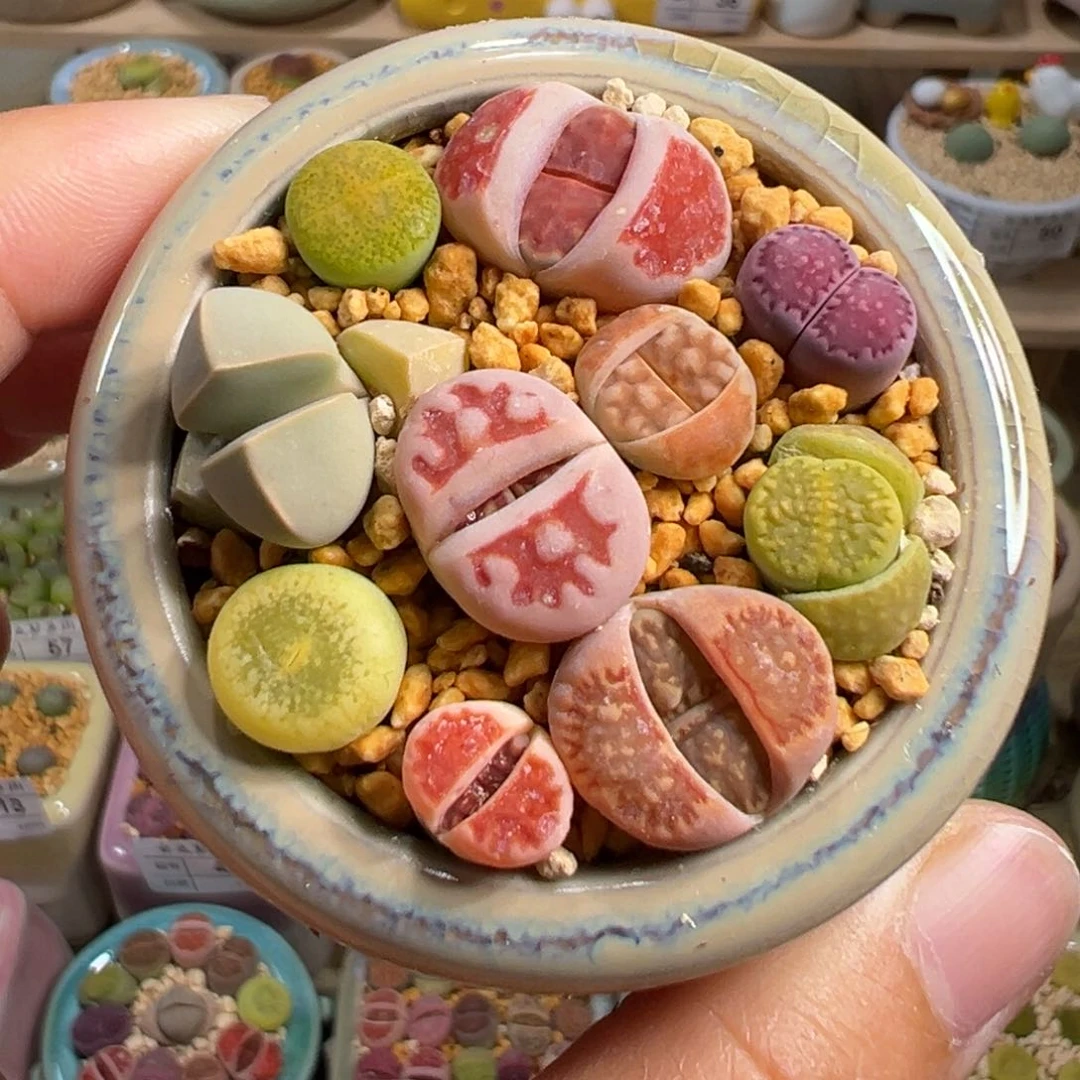 多肉植物68号拼盘