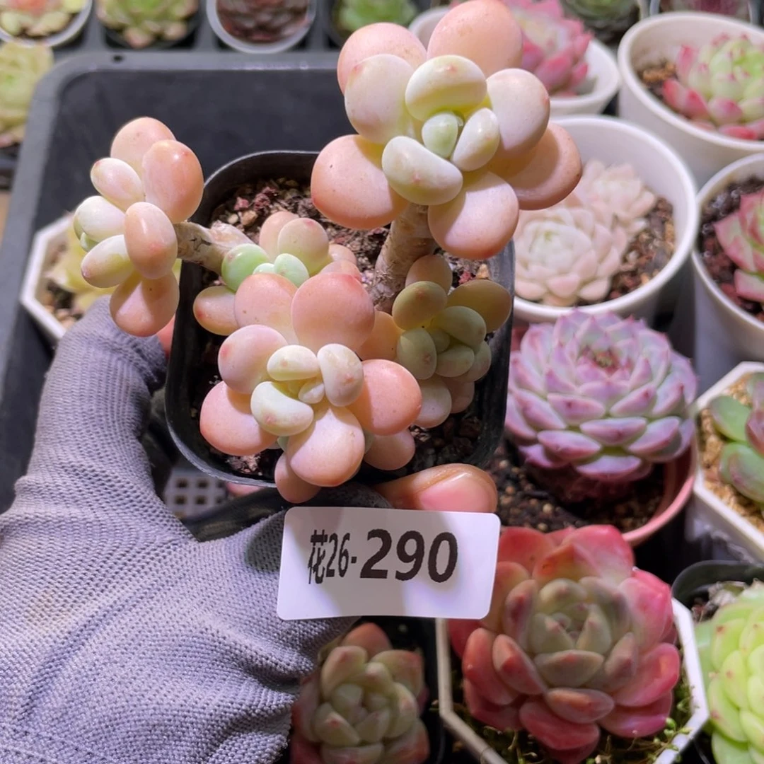 花利美26-290洛神