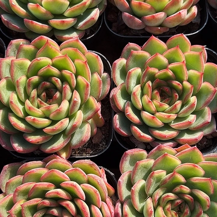 红边            福利多多