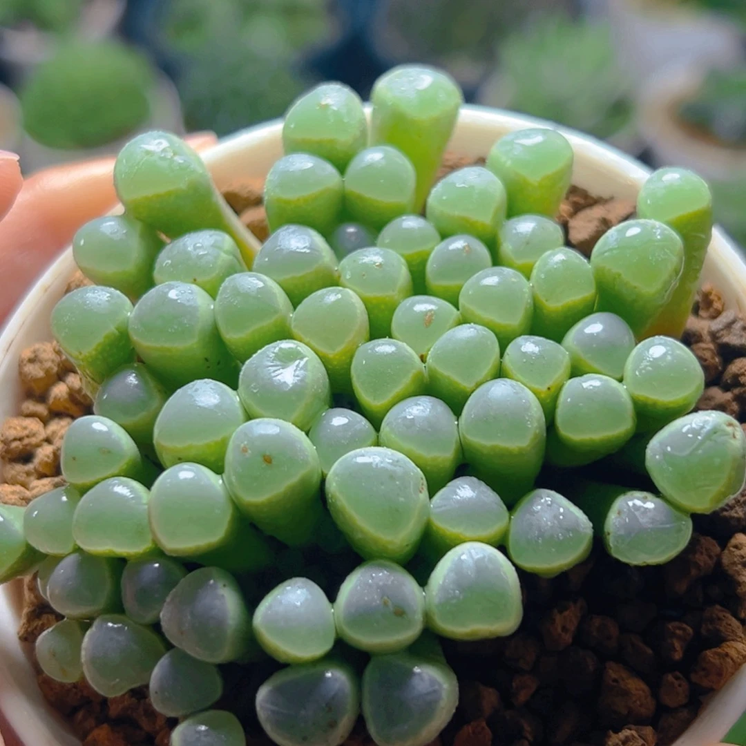 五十玲玉玉露多肉多肉多肉