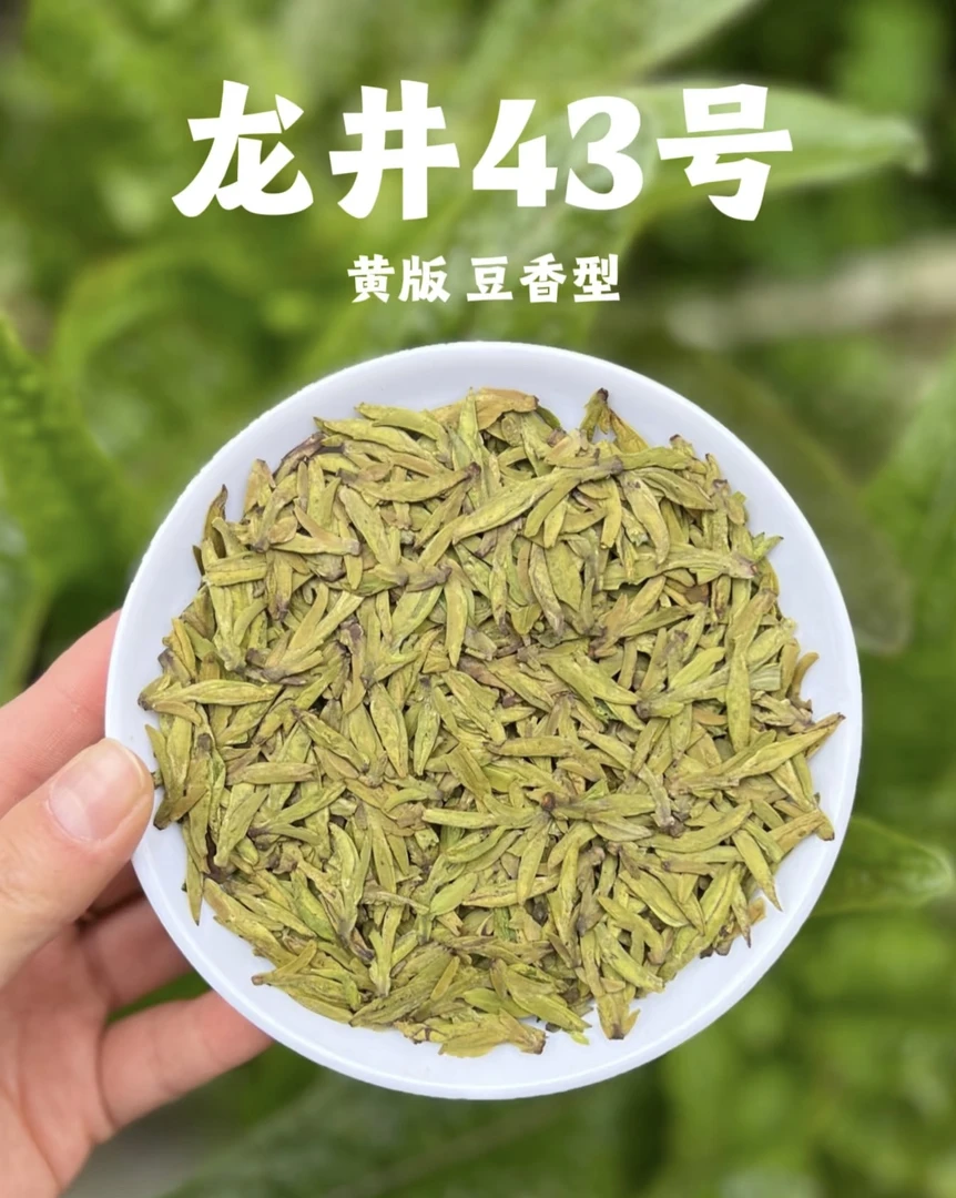 2025年新茶 明前龙井【龙井43】 大佛龙井 汤色透  好茶精选