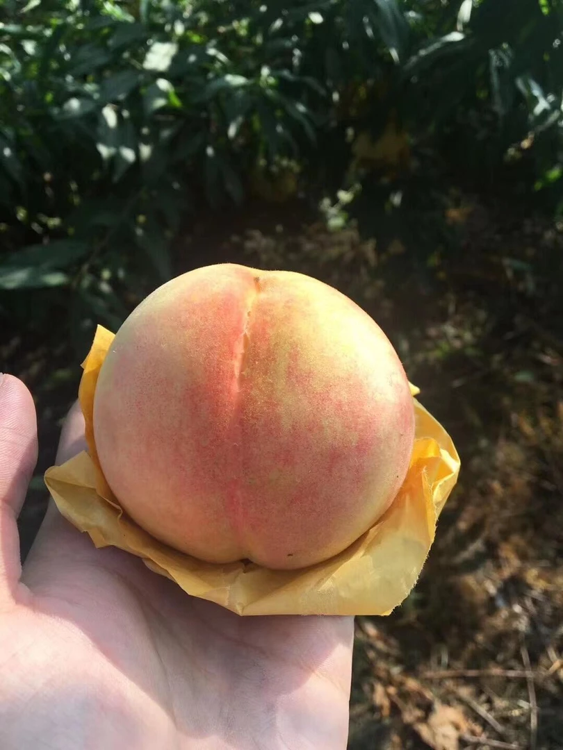 【顺丰直达】正宗宁波新鲜采摘水蜜桃脆甜软糯应季水果产地直发玉露