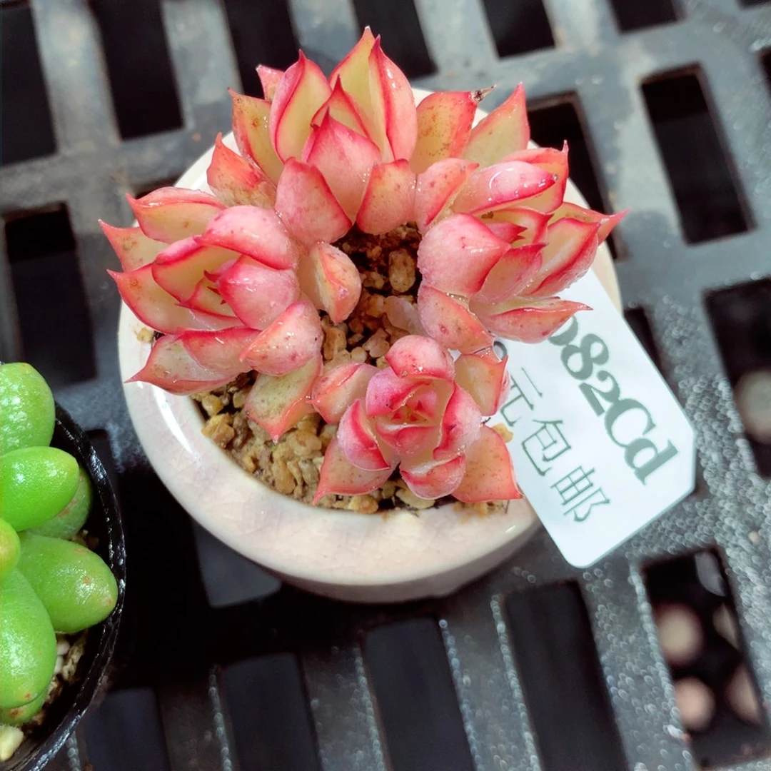 5厘米盆精控多肉4082