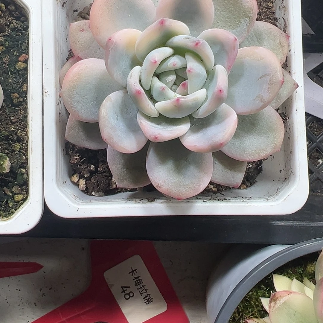 橙梦露锦多肉植物