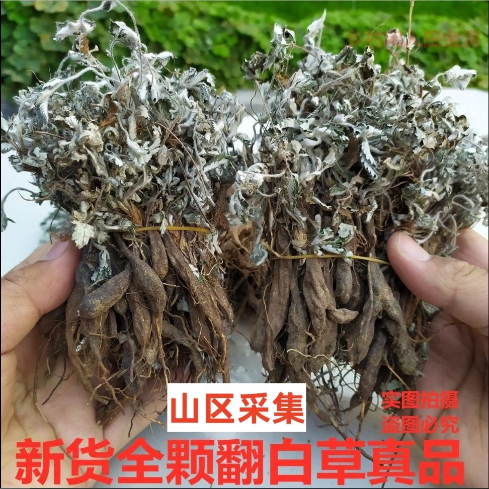 翻白草整株粗根干货新鲜晒干翻白草地骨皮
